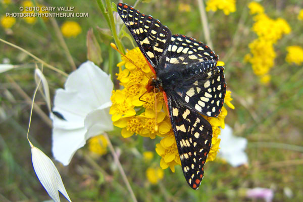 Variable checkerspot (Euphydryas chalcedona) on golden yarrow.