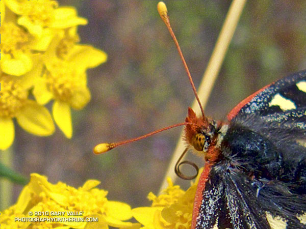 Variable checkerspots (Euphydryas chalcedona)