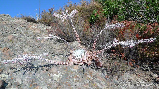 Chalk liveforever (Dudleya pulverulenta)