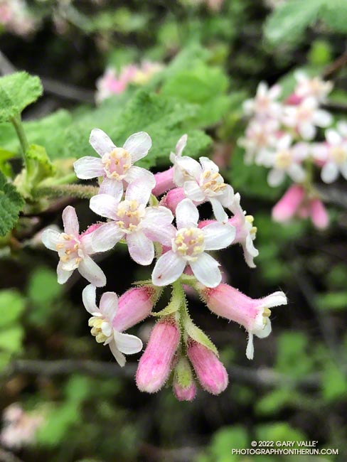 Chaparral currant (Ribes malvaceum) along the Rogers Road segment of the Backbone Trail. December 10, 2022.
