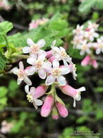 Chaparral currant (Ribes malvaceum) along the Backbone Trail