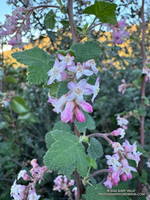 Chaparral Currant (Ribes malvaceum) blooming along the Backbone Trail (Thumbnail)