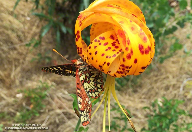 Checkerspot feeding on Humboldt Lily along the Silver Moccasin Trail