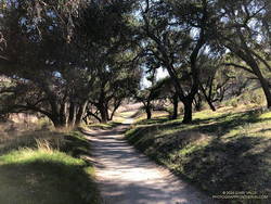 Superb trail running in Cheeseboro Canyon.