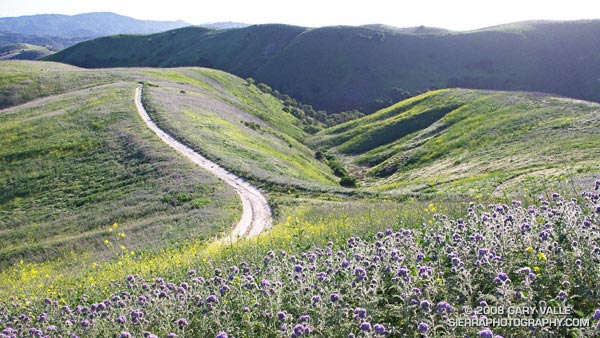 Spring afternoon on the Cheeseboro Ridge Trail.