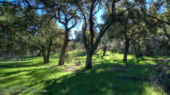 Coast live oaks at China Flat