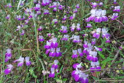 A showy patch of Chinese houses wildflowers along the Phantom Trail