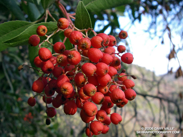 Photo of the berries of toyon,  Christmas berry (Heteromeles arbutifolia)