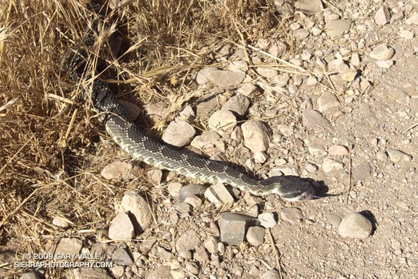 Southern Pacific rattlesnake on the Chumash Trail