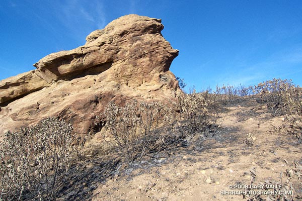 Scorched yerba santa along the Chumash Trail.