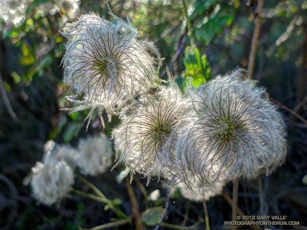 Seed heads of chaparral Clematis (Clematis lasiantha)