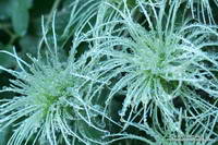 Water droplets from overnight rain on the feathery styles of Chaparral Clematis