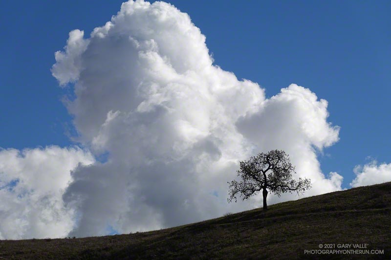 Towering cumulus cloud and an oak on a ridgeline