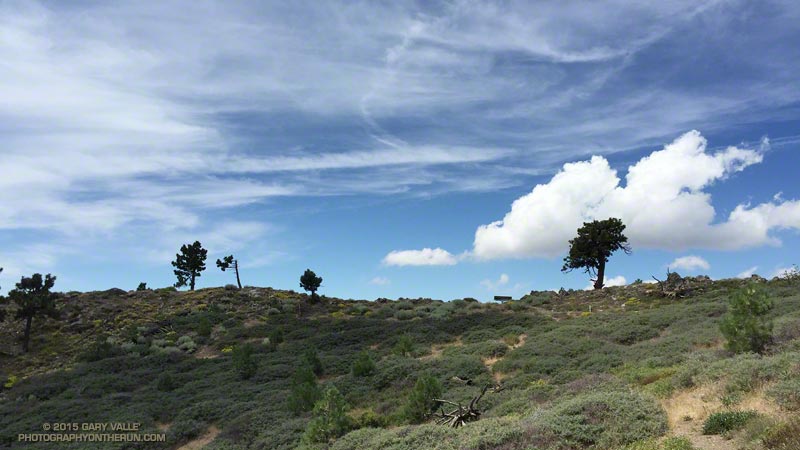 Pines along Lightning Ridge near Inspiration Point in the San Gabriel Mountains,