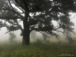 Coast live oak and fog along the Old Boney Trail in Pt. Mugu State Park.