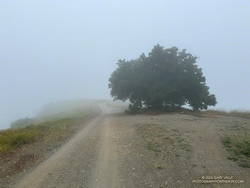 Solitary oak along Sullivan Ridge Fire Road. (thumbnail)
