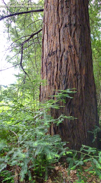 Coast redwood in Malibu Creek State Park