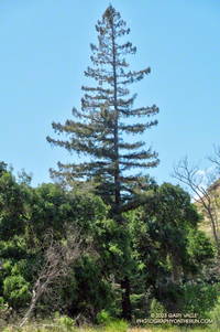 Coast redwood on the Crags Road Trail on the way to the M*A*S*H site in Malibu Creek State Park