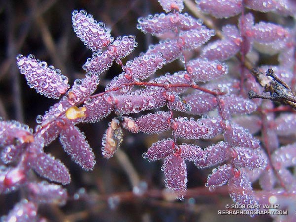 Water droplets on the leaf segments of coffee fern (Pellaea andromedifolia).