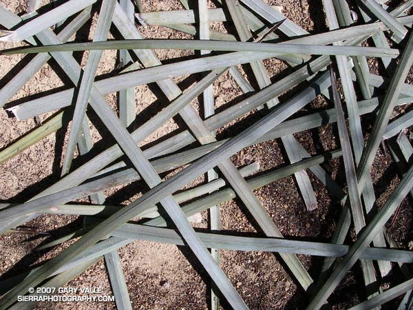 Photograph of a random arrangement of Yucca leaves taken on the Nature's Canteen trail that links Switzers with Clear Creek Station.