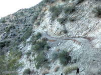 Colby Canyon Trail about 0.25 mile from Josephine Saddle