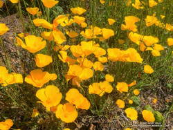 Bright yellow collarless poppies along Danielson Road.