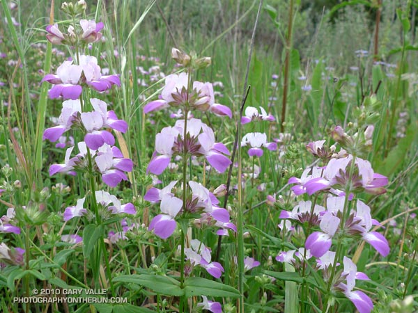 Chinese houses (Collinsia heterophylla)