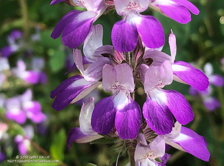 Chinese Houses (Collinsia heterophylla) along the Sheep Corral Trail