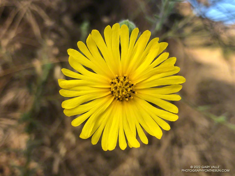 Common Madia (Madia elegans) at the bottom of the Bulldog Mtwy fire road. Photograph taken July 31, 2022.