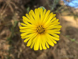 Common Madia (Madia elegans) at the bottom of the Bulldog Mtwy fire road.