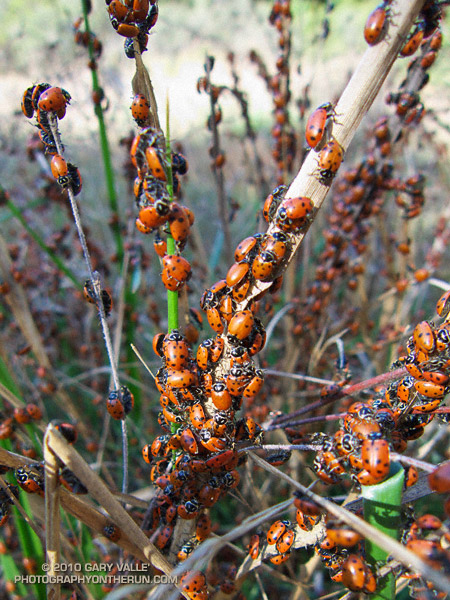 Convergent ladybug beetles in the Santa Monica Mountains