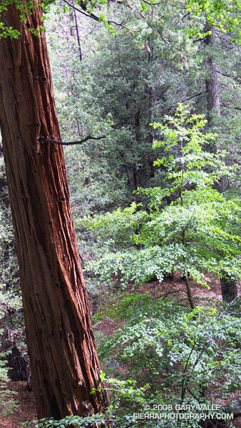 Incense cedar on the Burkhart Trail in Cooper Canyon in the San Gabriel Mountains.