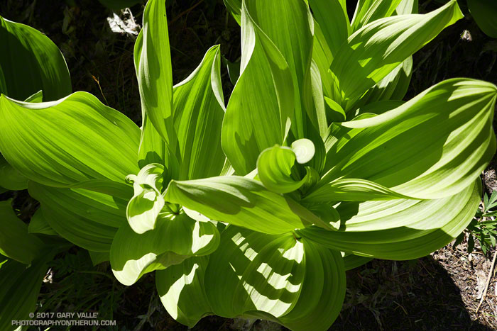 Corn lily leaves. Photography by Gary Valle.