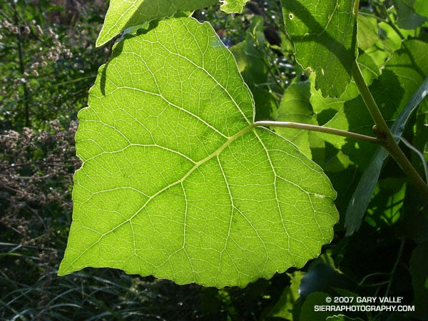 Study of a leaf of a Fremont cottonwood (Populus fremontii) along Las Virgenes Creek in Upper Las Virgenes Canyon Open Space Preserve.