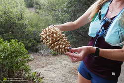 Coulter pine cone, heavy with resin
