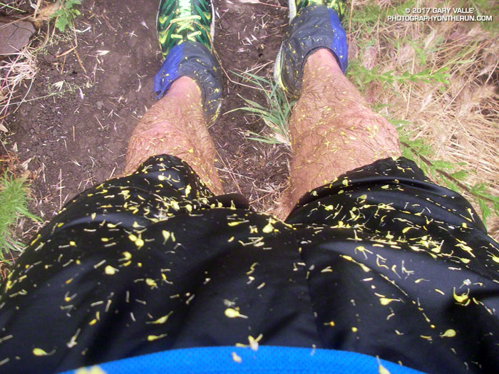 Soaking wet and covered with mustard petals and foxtails.