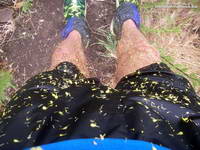 Covered in mustard petals after mustard-whacking on the Old Boney Trail.