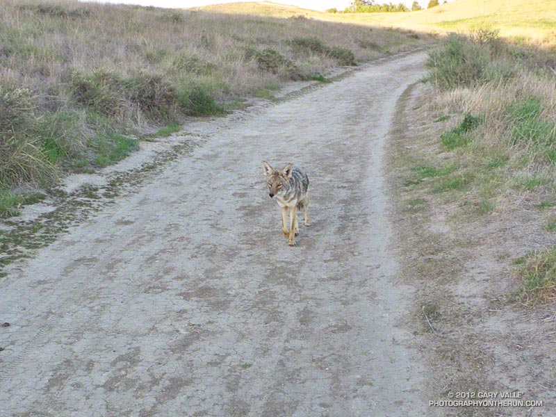 Brash coyote behavior at Ahmanson Ranch