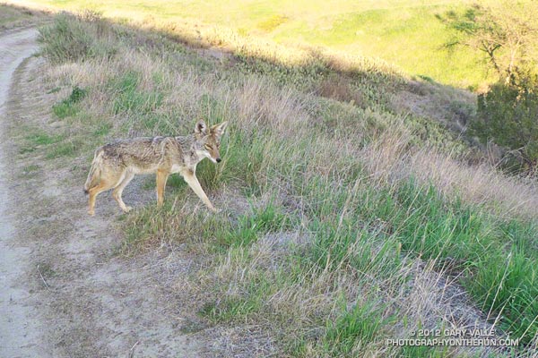 Close encounter with coyote at Ahmanson Ranch.