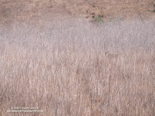 A coyote blends into the brush at Ahmanson Ranch.