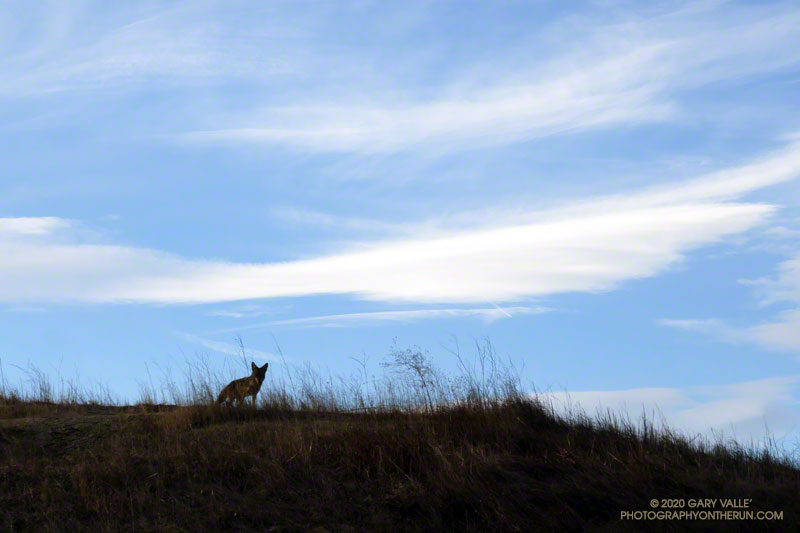 Curious coyote at Upper Las Virgenes Canyon Open Space Preserve (Ahmanson Ranch)