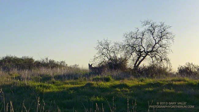 Coyotes Are Curious Creatures