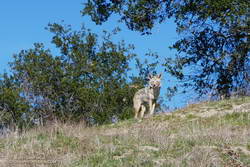 Coyote at Upper Las Virgenes Canyon Open Space Preserve (Ahmanson Ranch)