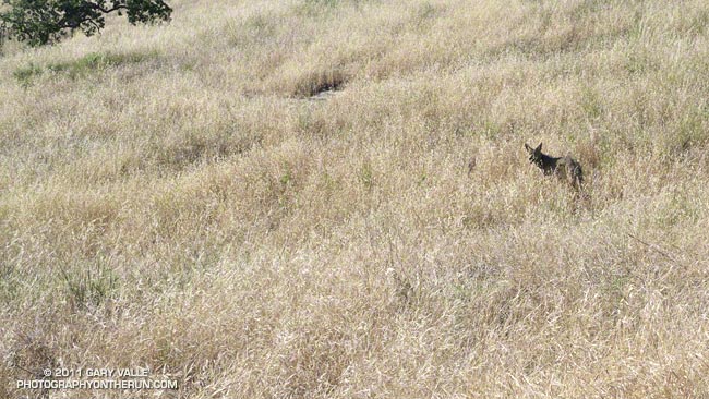 coyote that ran with me