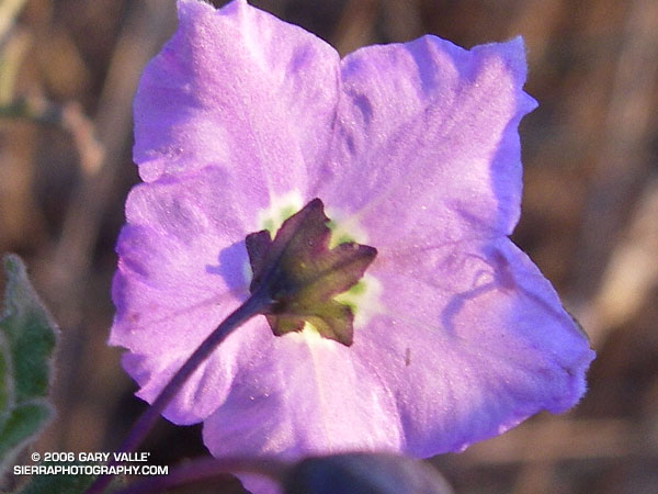 The shadow of a crab spider on the petals of a purple nightshade.