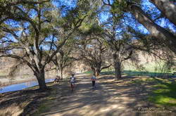 Large coast live oaks along Crags Road in Malibu Creek State Park, following the Woolsey Fire. 