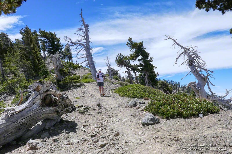 Runner on the PCT near Mt. Baden-Powell
