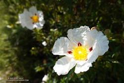 Crimson-spotted rock rose along the Gabrielino Trail between Switzer's and Red Box