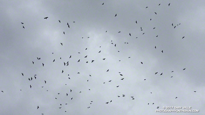 Winter colony of crows in Cheeseboro Canyon
