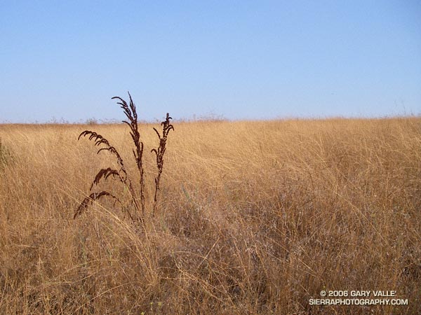 Brown seed stalks of Curly Dock (Rumex crispus)